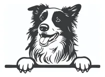 Comprar Calco Perro Border Collie Vinilo Auto Motos Termos Notebook