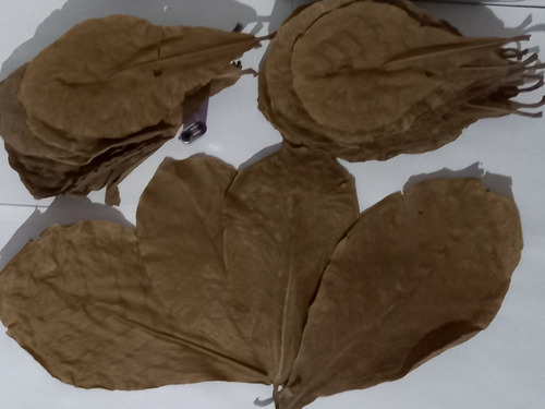 Hojas Secas (almendro Indio) Pack Por 60 Hojas