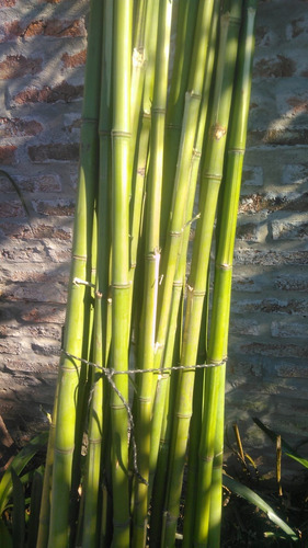 Caña De Bambú De 5m Para Tutores Y Decoración De Jardín Verde 2.5m