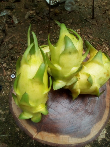 Imagen 3 de 10 de 150 Esquejes De Pitahaya Amarrilla Y H.andatus Golden