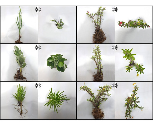 5 Mudas De Suculentas E Mini Cactos Especiais Kit Plantas