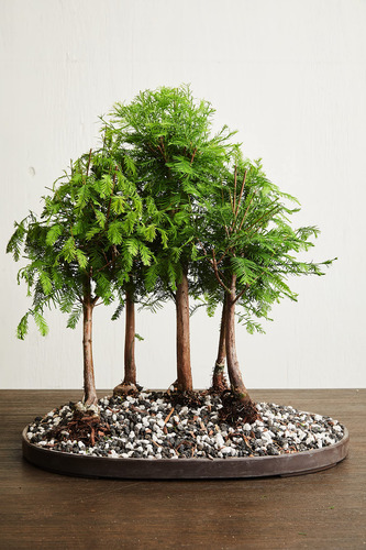 Mezcla De Tierra Para Bonsai 20qts