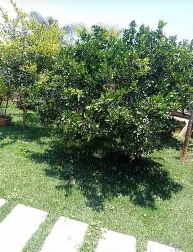 Imagem 10 de 18 de Pj Pequena Chácara A Venda