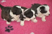 Comprar Cachorros Corgi.