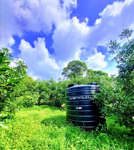 Excelente Finca Productora De Aguacate