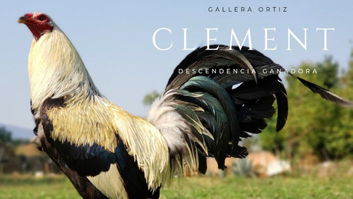 Gallo Clement Semental Gallera Ortiz