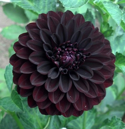 50 Semillas De Flor De Dalia Negro 