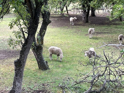 Imagen 12 de 16 de Lote En Venta De 820m2 Ubicado En Esquel