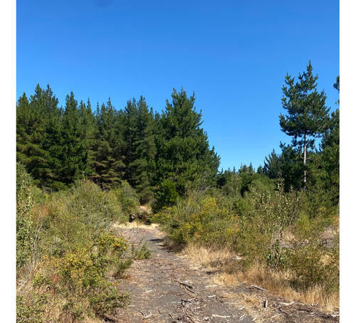 Se Vende Terreno De 6,17 Hectáreas, En Sector Cerro Colorado