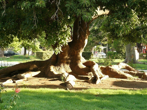 Ombú Pequeño Árbol Ornamental