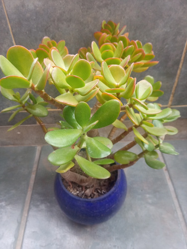 Bonsai Planta De Jade Arbol De La Moneda.leer Bien