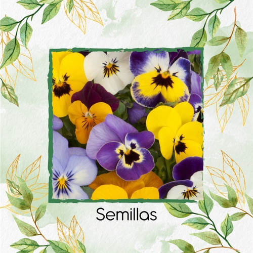 Imagen 6 de 7 de 25 Semillas Flor Viola Pensamiento Holanda + Obs Germinación
