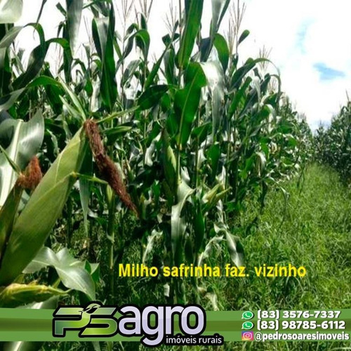 Imagem 5 de 30 de Fazenda À Venda, 430000 M² Por R$ 313.900.000,00 - Centro - Pium/to - Fa0047