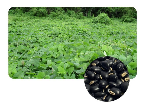 Mucuna Preta / Mucuna Pruriens Sementes P/ Plantio 5kg