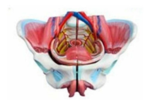 Modelo Anatómico Organo Genital Femenino