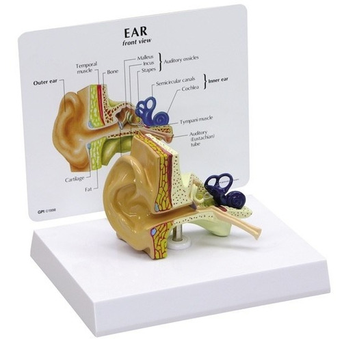 Modelo Anatómico Oido Tamaño: 4  X 2-1 / 2  X 3  .