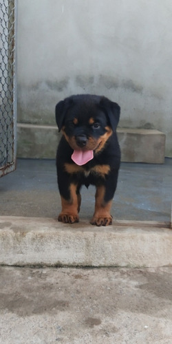 Filhotes De Rottweiler Com Pedigree Cbkc E Microchip