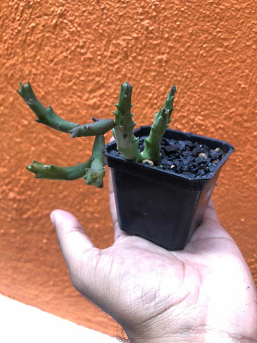 Imagen 4 de 6 de Planta Suculenta Stapelia Schinzii Angolensis (3)