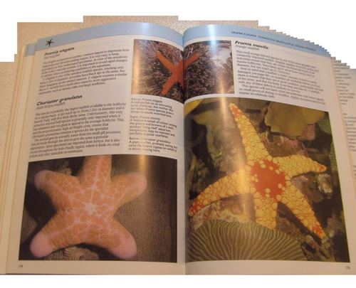 Acuarismo Invertebrados Marinos Camarón Gambas Coral Acuario (Usado)