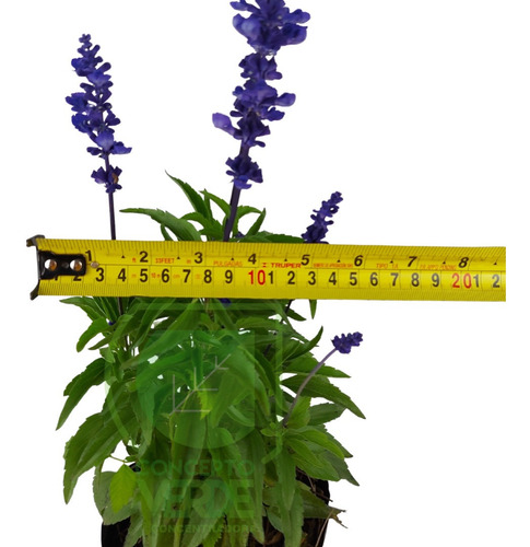 Imagen 5 de 8 de Salvia Azul