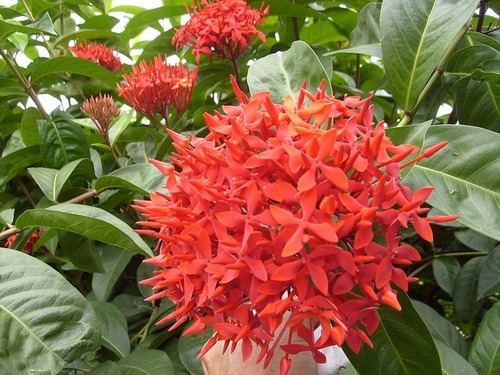 100 Sementes De Mini Ixora Chinesa Vermelha | Parcelamento sem juros