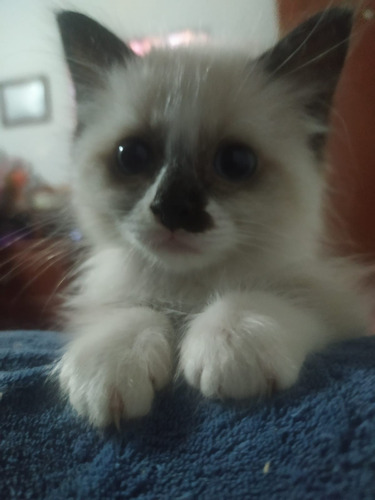 Imagen 5 de 10 de Gatos Ragdoll Birmanos Criador