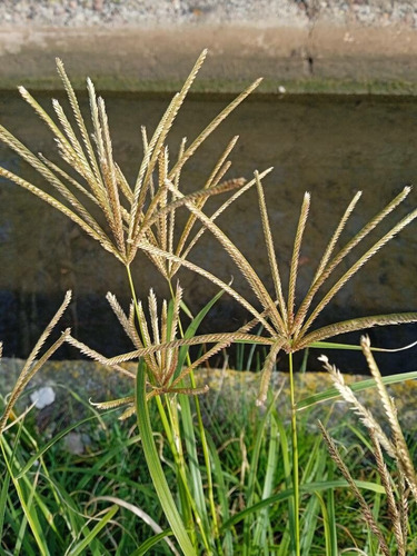 10 Kg Semilla De Pasto Rhodes Chloris Gayana Fresco