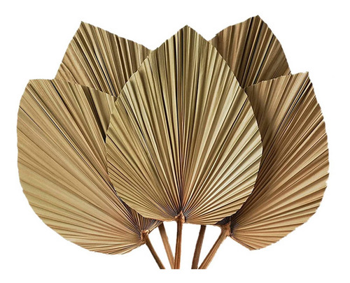 Hojas De Palmera Secas Para Decoración De Habitación, 10 Pie