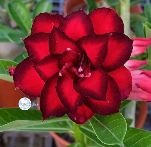 60 Sementes Rosas Do Deserto E Raras P Mudas Frete Gratis