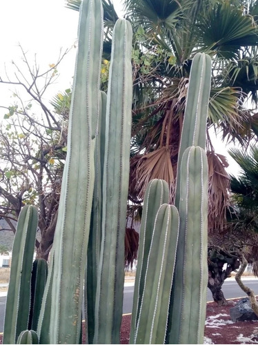 Pachycereus Marginatus, Cactus Organo, 15 Semillas, Mp