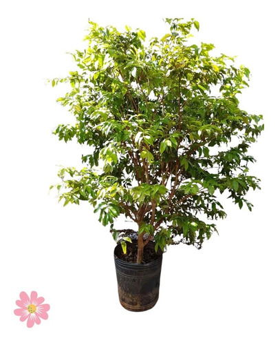 Muda De Jabuticaba Para Bonsai E Vaso