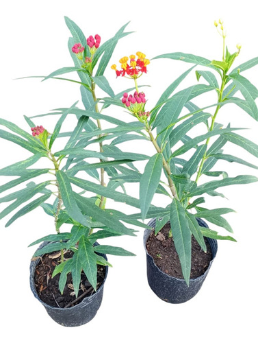 Asclepias 3lts Planta Atrae Mariposas Monarca