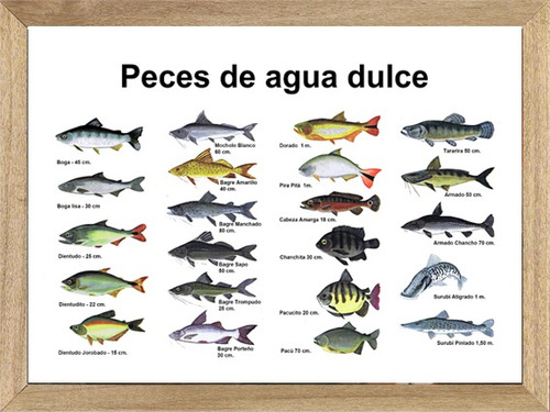  Pesca Cuadros Carteles Posters Publicidades    P388