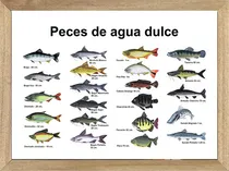 Comprar  Pesca Cuadros Carteles Posters Publicidades    P388