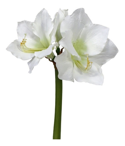 15 Bulbos De Flores - Açucena - Rosa - Vermelho- Branco | Parcelamento sem  juros
