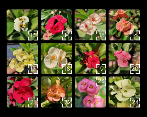 Imagen 2 de 8 de Coronas De Cristo (euphorbia Milii) Todos Los Colores