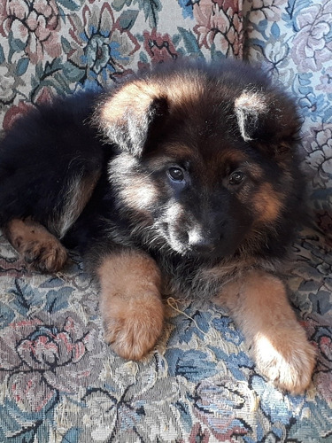 Imagen 5 de 7 de Cachorros Ovejeros Pastor Alemán Pelo Largo Hermosos Reserva