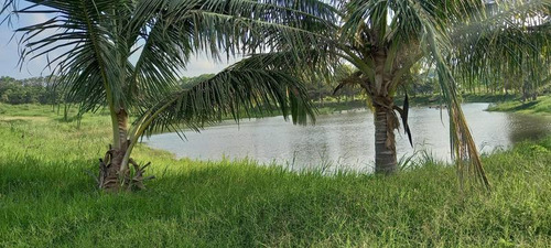 Renta Terreno 6 Hectareas Ejido La Victoria Tuxpan Veracruz