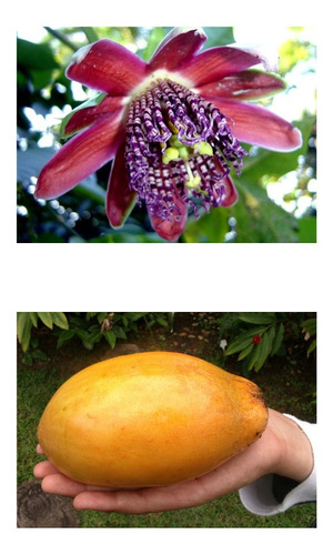 Imagem 1 de 10 de 15 Sementes De Maracujá Doce - Passiflora Alata Fruta