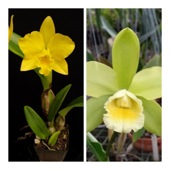 Orquideas Cattleya Verde | MercadoLivre 📦