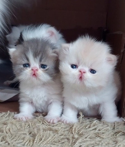 Hermosos Gatitos Persa Dall Face