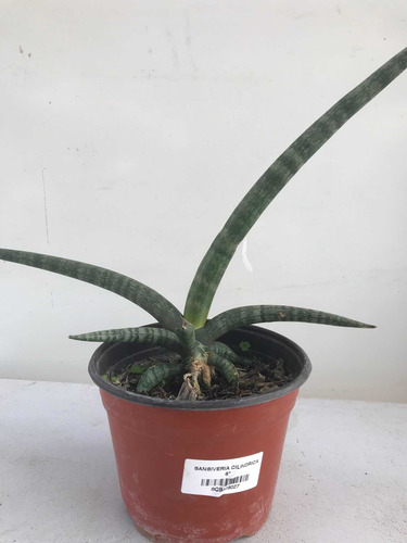 Imagen 11 de 11 de Sansevieria, Espada De San Jorge, Lengua De Suegra, Planta