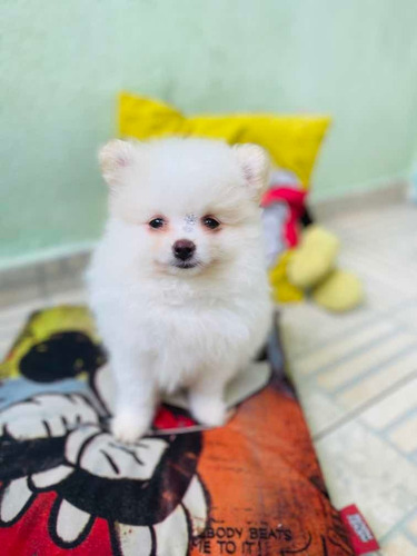 Spitz Alemão Macho Mini