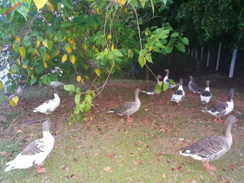 Imagem 13 de 20 de Casa A Venda No Bairro Jardim Residencial Villa Amato Em - Ca 186-1
