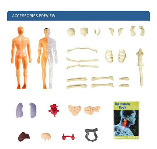 Kit Científico De Anatomía Del Torso, Modelo De Cuerpo Human