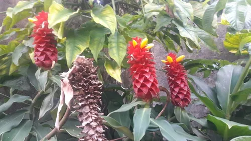 2 Plantines Costus Barbatus Jengibre Espiral Ornamental