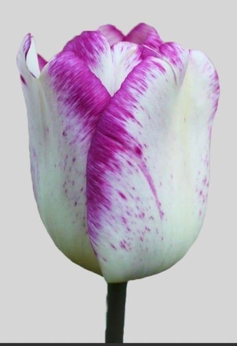 Tulipanes Patagonia - Bulbos Blanco Y Violeta X5