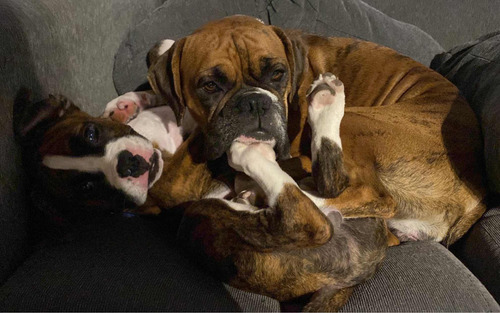 Boxer Macho Servicio Monta