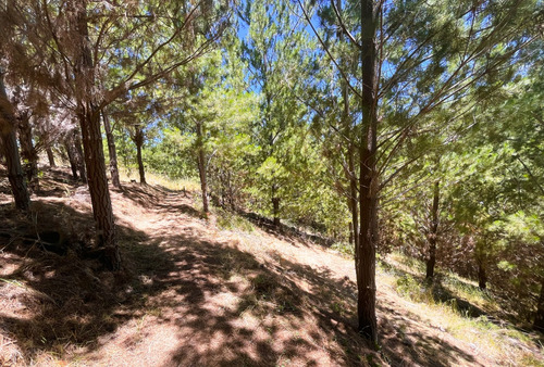 Parcela Con Gran Bosque, Ideal Para Refugio, Bucalemu