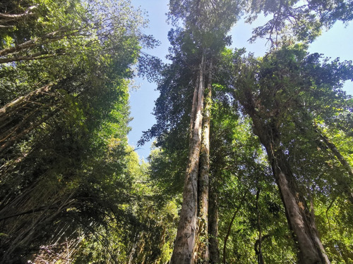 Exclusivas Parcelas A Solo 10 Minutos Del Centro Pucon